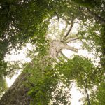 Nationaal park Tsitsikamma & Big Tree
