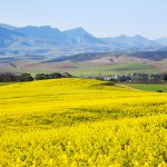 Garden Route & Knysna