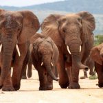 Nationaal park Kruger
