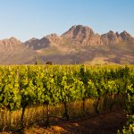 Wijnstreek Stellenbosch