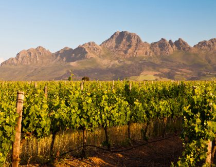 Wijnstreek Stellenbosch