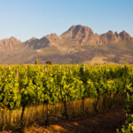Wijngebied Stellenbosch