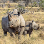 De ‘Big Five‘