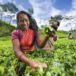 Ceylon-Teeplantage in Nuwara Eliya