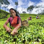 Ceylon-Teeplantage Nuwara Eliya