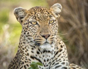 Bus safari in Kruger National Park