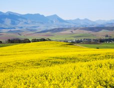 Garden Route & Knysna