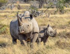 The Big Five