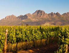 Stellenbosch wine region