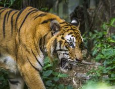 Chitwan National Park (World Heritage)