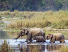 Fascinating world of animals