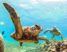 Exotische Tiere