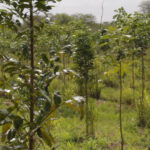 tree_planting_yucatan_filmstill32