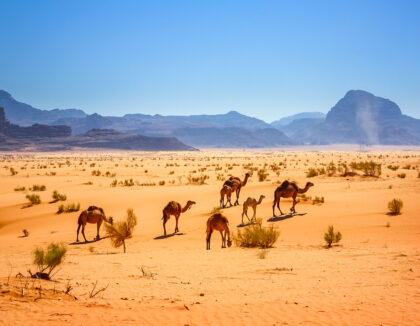 Wadi Rum desert idyll (World Heritage)