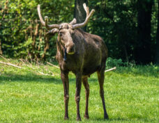 Elk Park