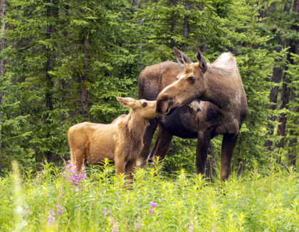 Elk Park