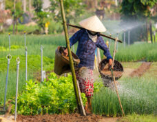 Herb cultivation in Tra Que