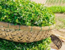 Herbal Village
