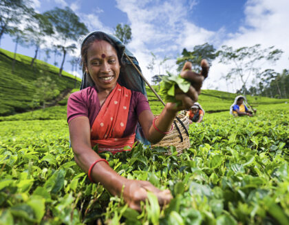 Ceylon tea plantation in Nuwara Eliya