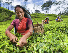 Ceylon tea plantation in Nuwara Eliya