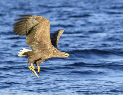Adler