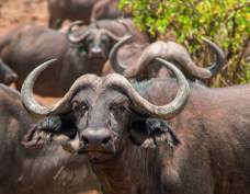 Chobe National Park