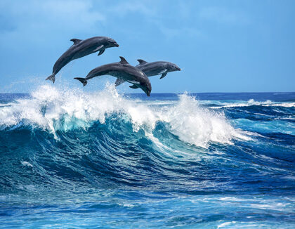 Whale and dolphin-watching