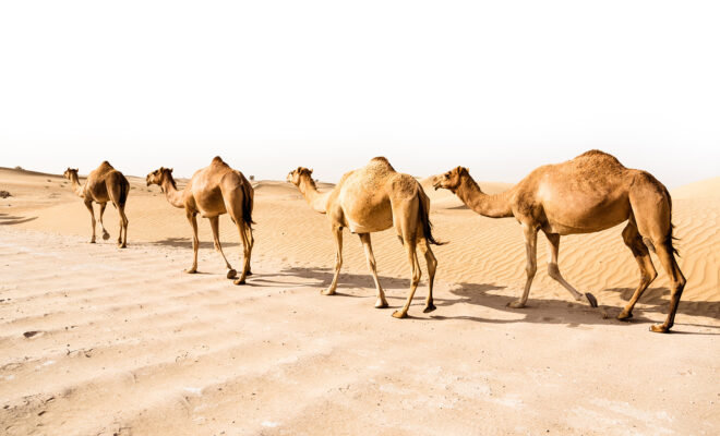Camel market Al Ain, Abu Dhabi