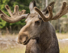 Fantastic wildlife