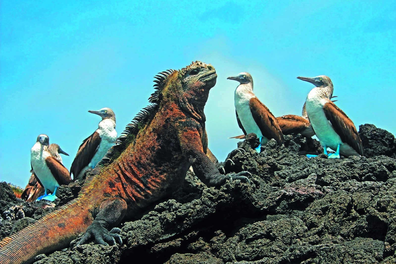 Südamerika & Galápagos-Inseln