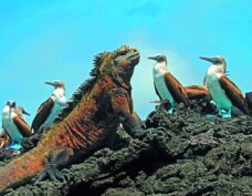 Galapagos Insel