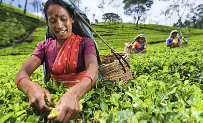 Ceylon-Teeplantage Nuwara Eliya