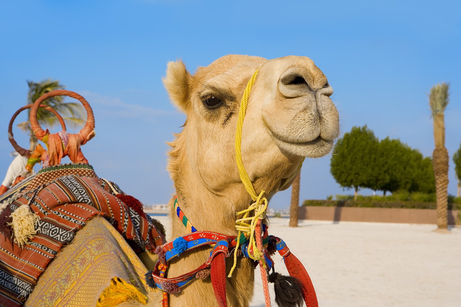 TSS Travel Service Scandinavia AS › tsstravel.dk