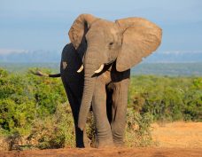 Bussafari i Addo Elephant Park