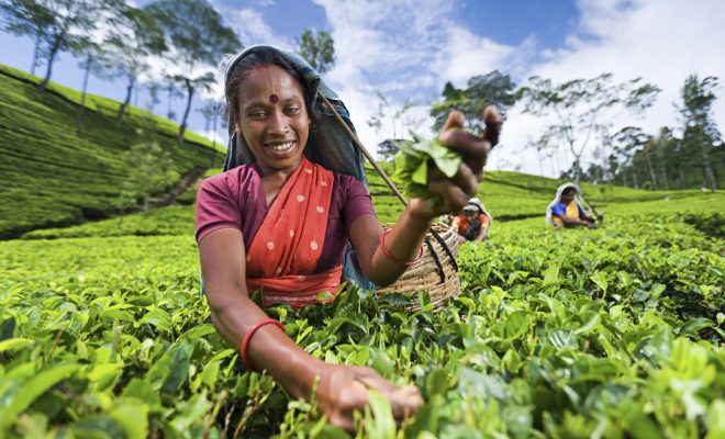 Ceylon-theeplantage Nuware Eliya