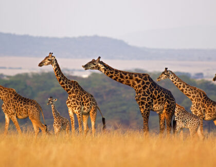 Parc national Kruger