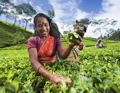 Plantation de thé de Ceylan à Nuwara Eliya