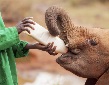 Orphelinat des éléphants dans le parc national Udawalawe