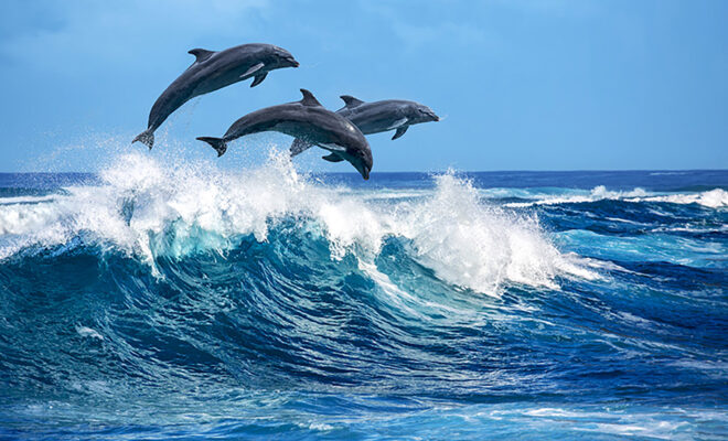 Observation des baleines et des dauphins