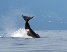 Baleines & dauphins