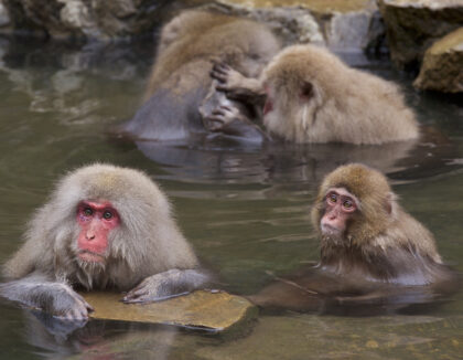 Parc aux singes de Jigokudani