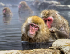 Parc aux singes de Jigokudani