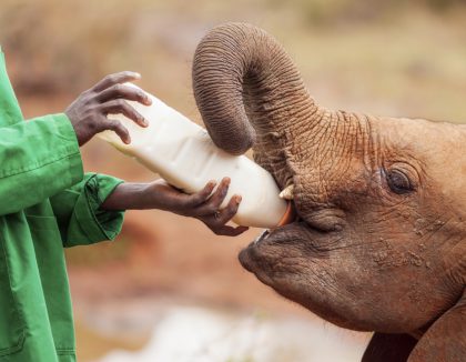 Orphélinat pour les éléphants