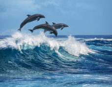 Observation des baleines et des dauphins