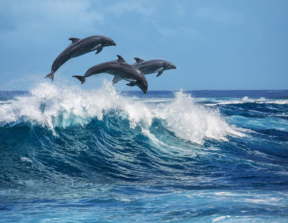 Observation des baleines et des dauphins