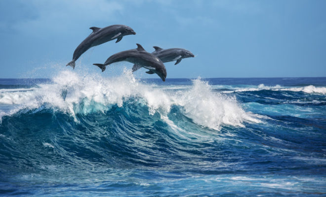 Observation des baleines et des dauphins