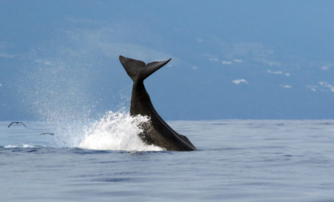 Baleines & dauphins
