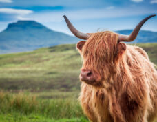 Les Highlands écossais